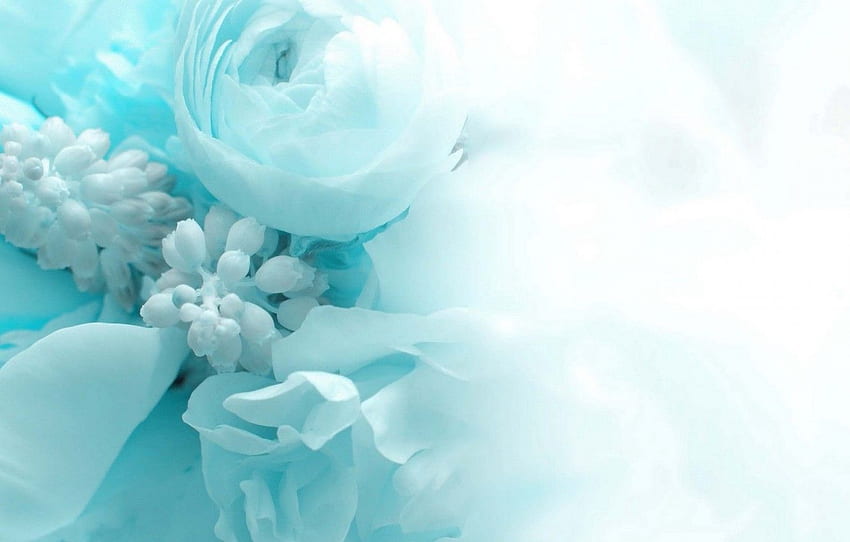 flores, plano de fundo, feriado, azul, casamento, Ranunculus for, seção цветы papel de parede HD