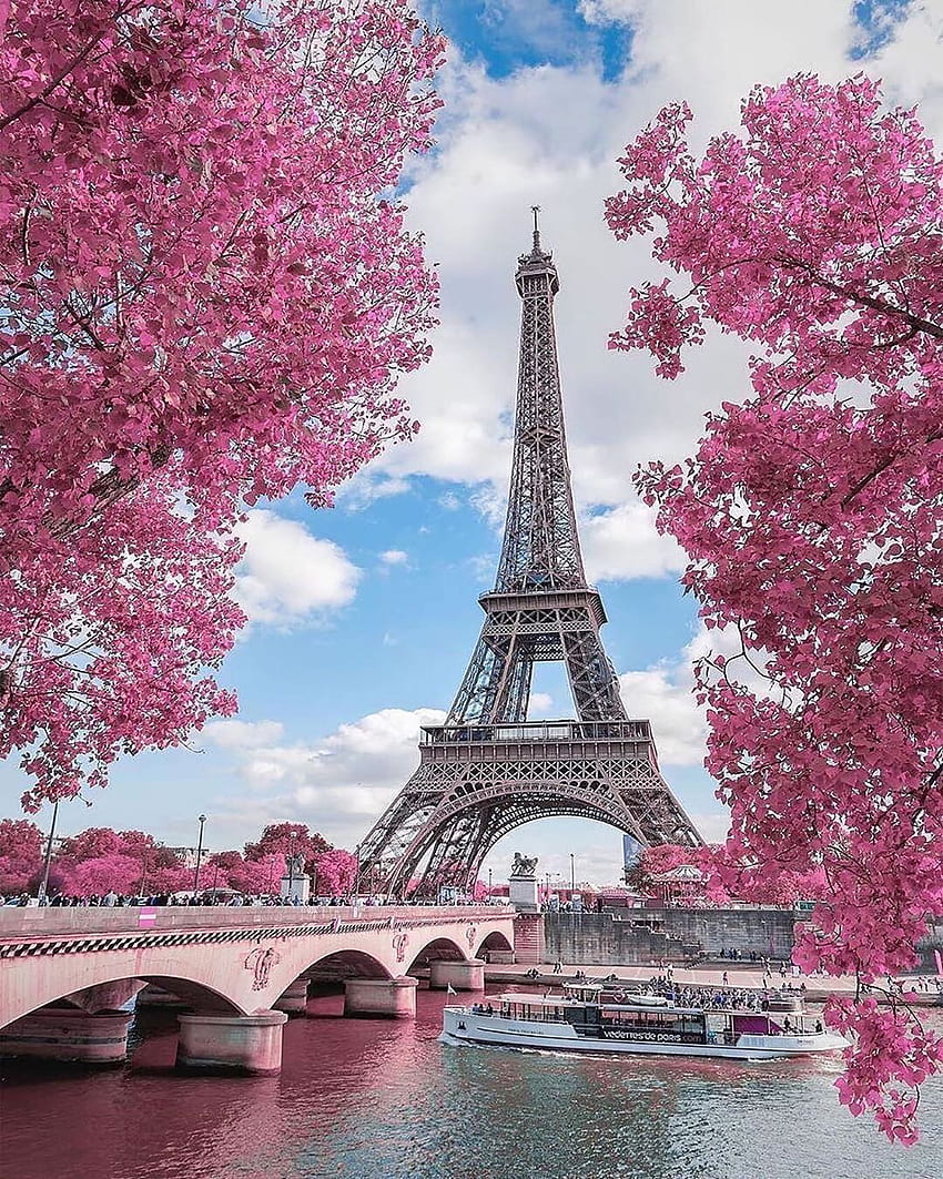 Pink view at Eiffel Tower, Paris in Spring HD phone wallpaper