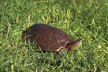Turtle grass: Tận hưởng thiên nhiên với những hình ảnh nền tảng đầy cảm hứng được chụp lại từ nhiều góc độ khác nhau. Turtle grass là loại cỏ biển đẹp mắt và an toàn cho môi trường. Những bức ảnh HD này sẽ đem lại cho bạn sự giải trí và thưởng thức thiên nhiên tuyệt vời.