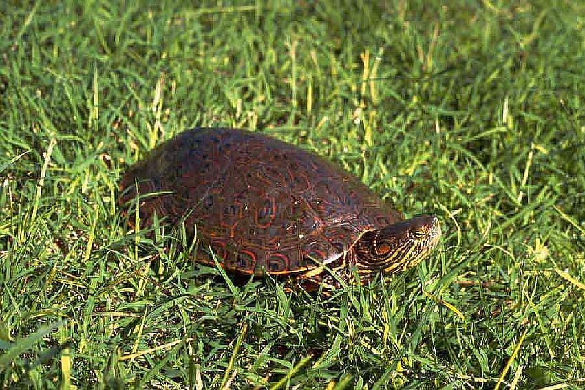 Turtle grass (Cỏ Rùa): Những đóa hoa vàng và những chiếc lá xanh của cỏ rùa sẽ đem lại cho bạn nhiều trải nghiệm thú vị và sự thư giãn tuyệt vời khi ngắm nhìn. Hãy xem hình ảnh liên quan đến cỏ rùa và cảm nhận một không gian thiên nhiên đầy sức sống.