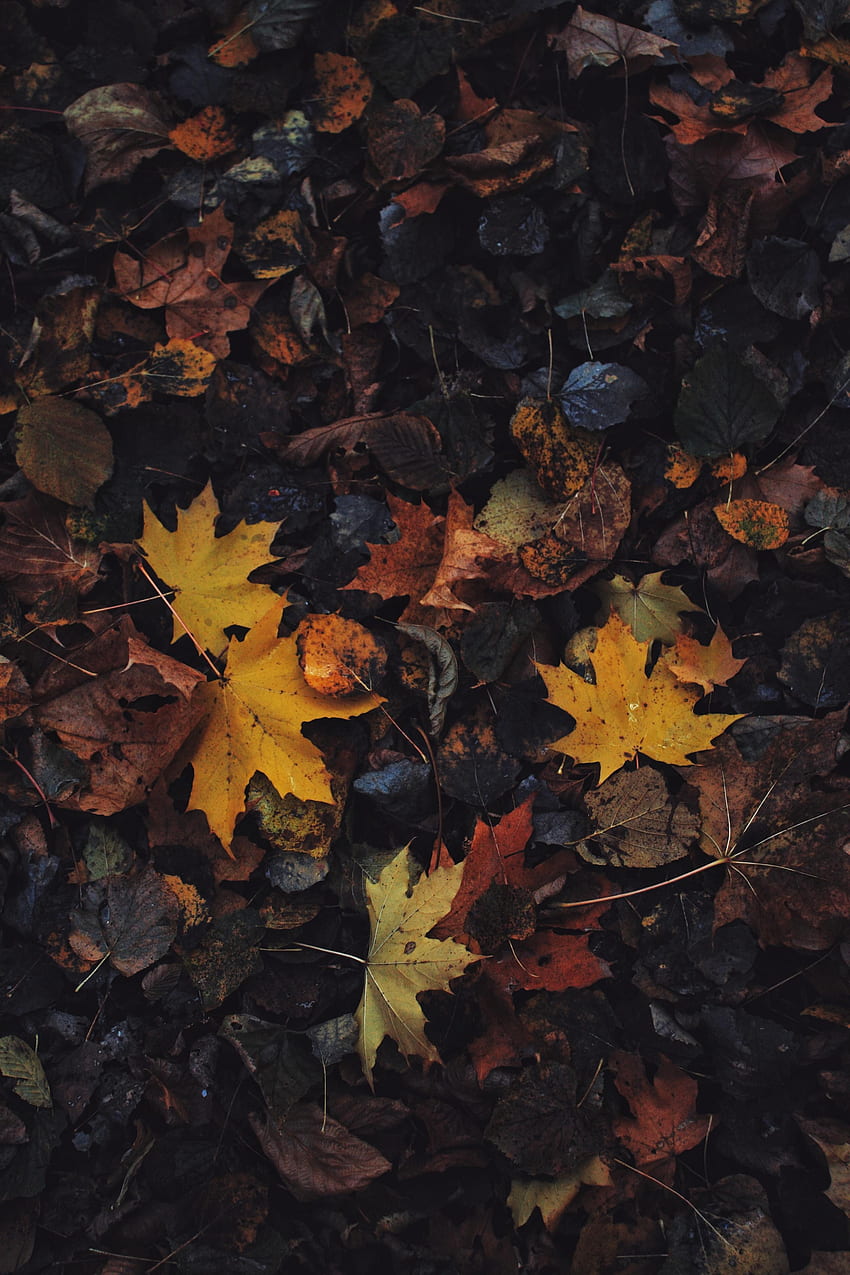 Nature, Autumn, Leaves, Maple Leaf HD phone wallpaper | Pxfuel