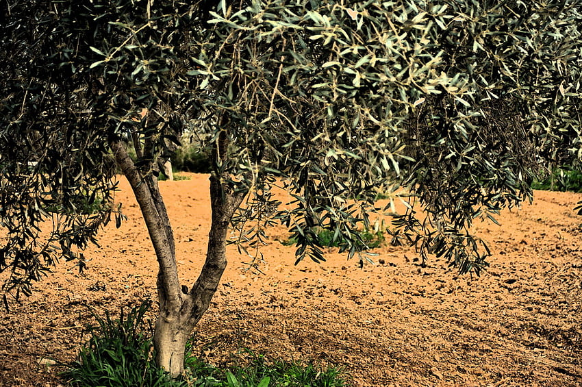 For Kent, olives, young, tree HD wallpaper