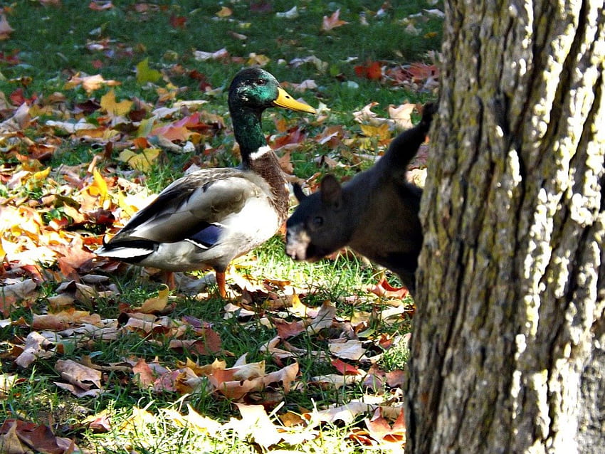 squirrel & duck, duck, leaves, park, squirrel HD wallpaper