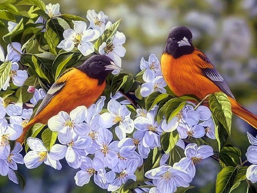 Oriole's in the Orchard, love four seasons, birds, animals, nature, flowers, paintings, spring HD wallpaper