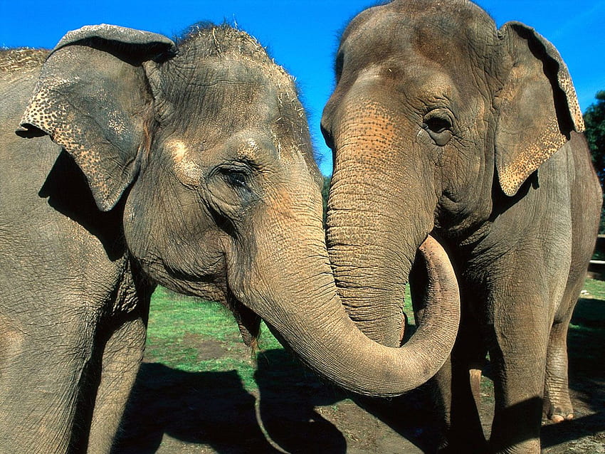 Verliebte Elefanten Holidog Times DE, Afrikanische Liebe HD-Hintergrundbild