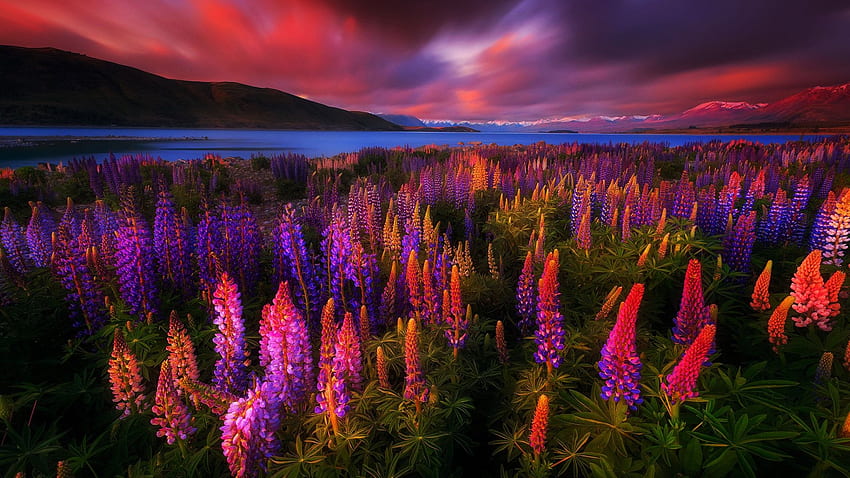 Lake Tekapo, Nova Zelândia, pôr do sol, tremoços, paisagem, cores, nuvens, flores, céu, primavera papel de parede HD