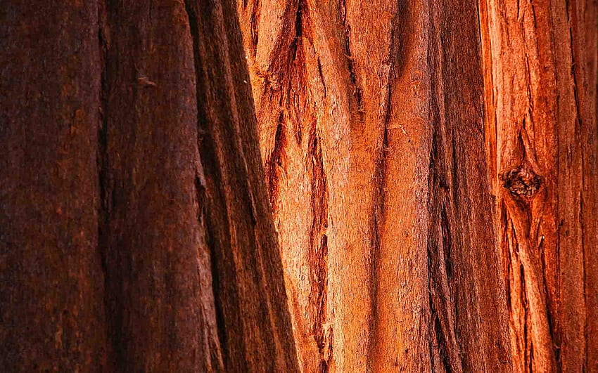 Bark wood . Wood , Wood texture, Wood HD wallpaper