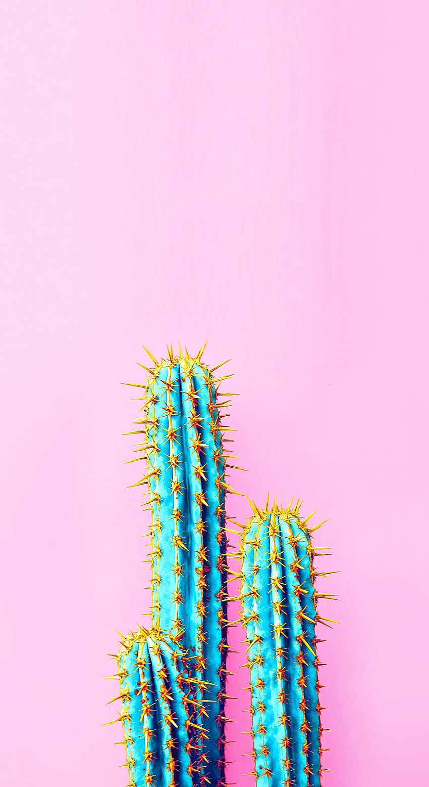iPhone . Cactus, Pink, Saguaro, Plant, Succulent, Cactus Cartoon HD phone wallpaper