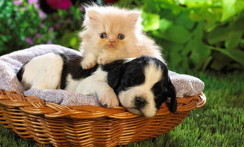 Best friends, basket, kitten, puppy, friends HD wallpaper