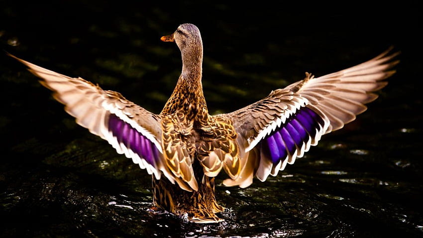 Amazing, Beautiful, Flying, Duck, , Of, Fullscreen, Flying Ducks HD wallpaper