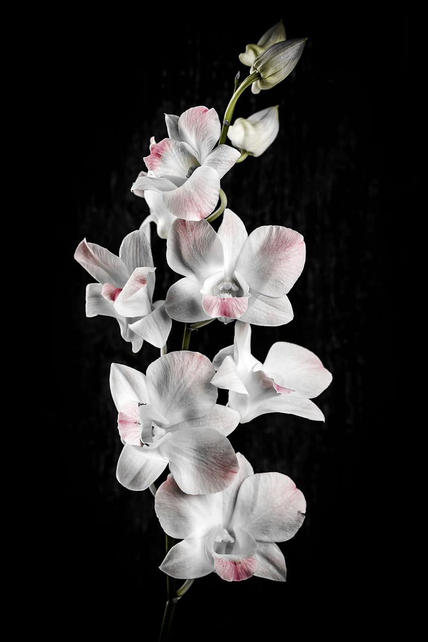 Orchideenblüten auf schwarz. Orchideenblume, Orchidee, schöne Blumengraphik, Schwarzweiss-Orchidee HD-Handy-Hintergrundbild