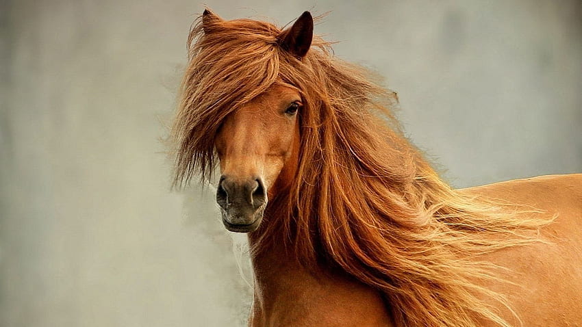 koń, grzywa, głowa, twarz konia Tapeta HD