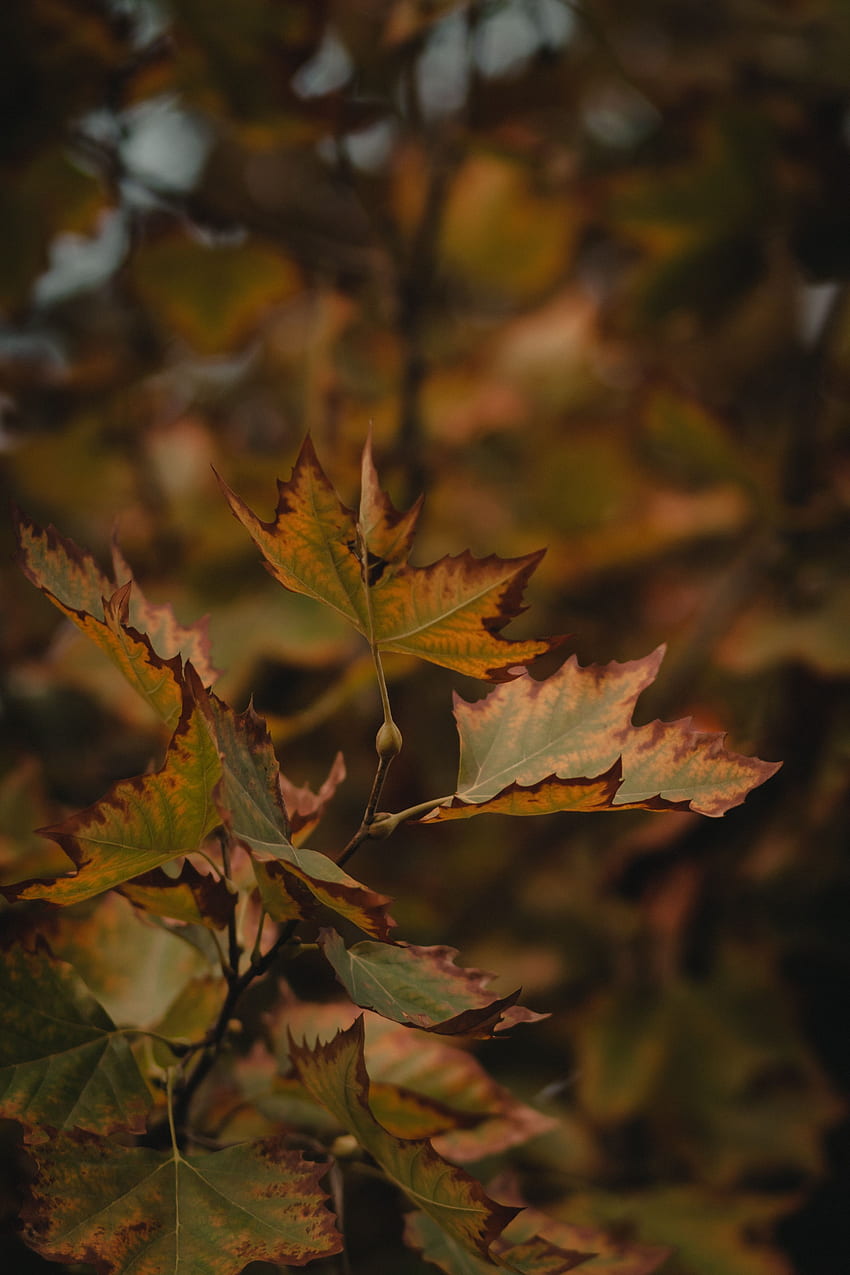 Leaves, Macro, Branch, Dry, Maple HD phone wallpaper