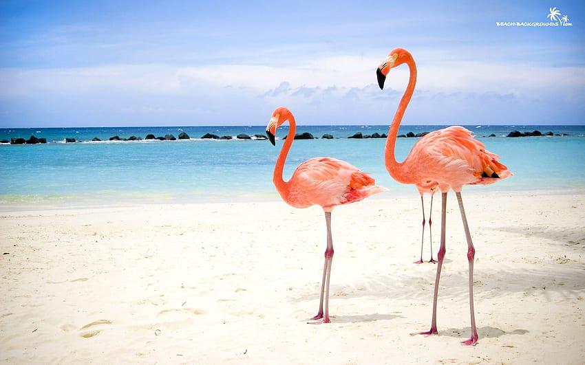 Winter, background, flamingos, tropical, beach, , walls HD wallpaper