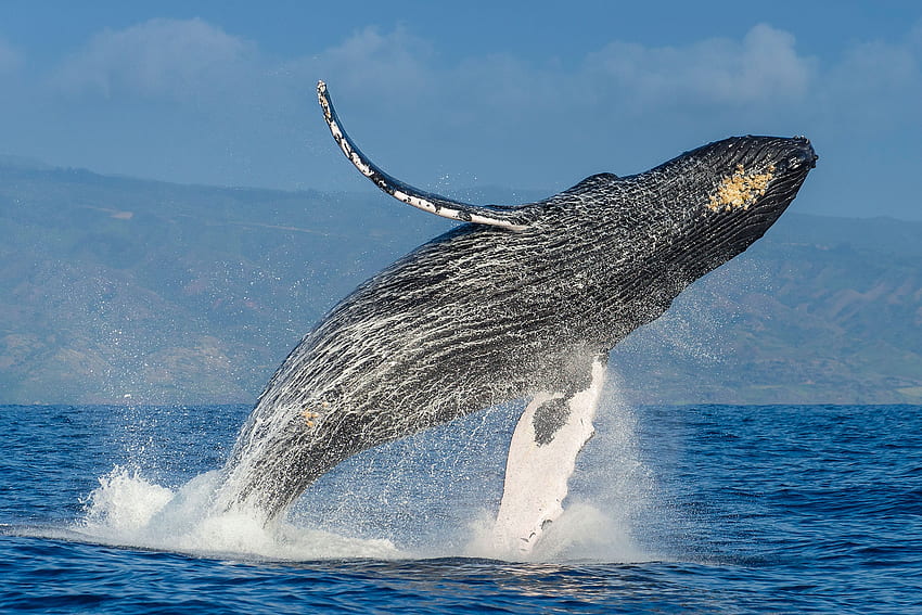 Baleia Jubarte, animal, baleia, jubarte, oceano papel de parede HD