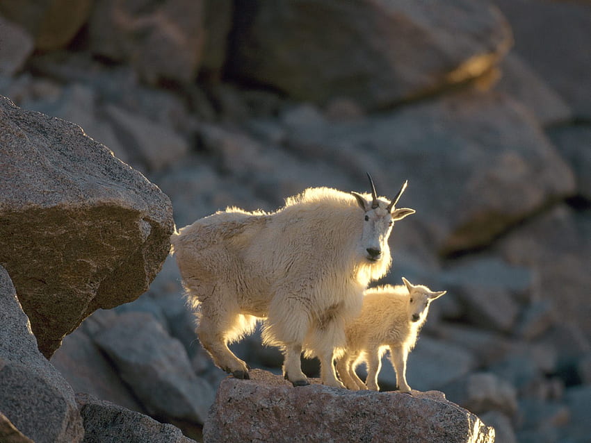 The mountain goats, animal, nature, goat, mountain HD wallpaper