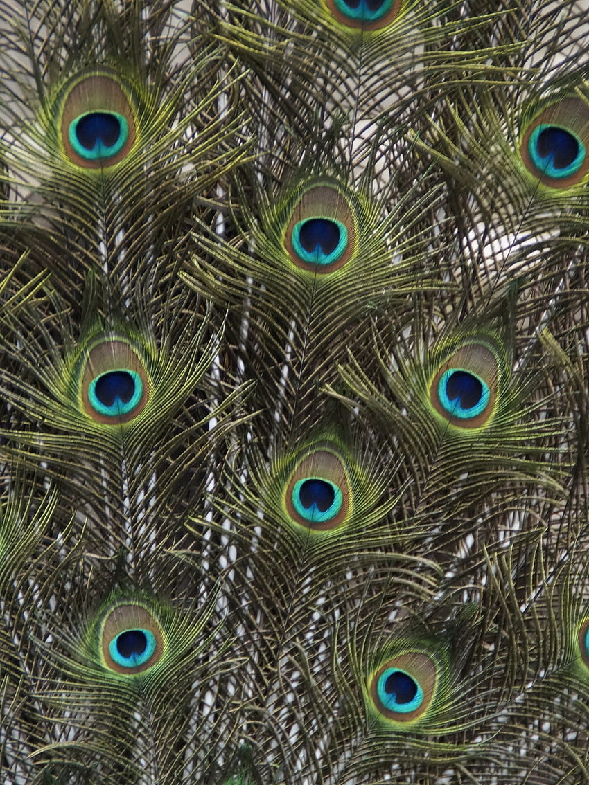Peacock Feathers - iPhone, Android & Background HD phone wallpaper