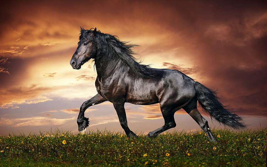 Horse, friesian, black, stalion HD wallpaper