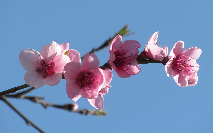 Pfirsichblumen, Pfirsich, blühend, schön, Natur, Blumen, Baum HD-Hintergrundbild