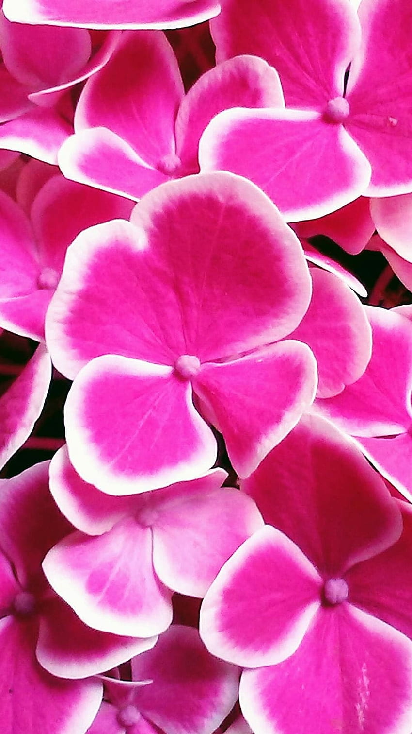 : hortensia, flor, fucsia, color rosa, planta floreciendo, belleza en la naturaleza fondo de pantalla del teléfono