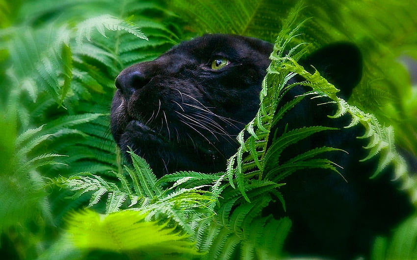 Nat Geo Black Panther, Wild Panther HD wallpaper
