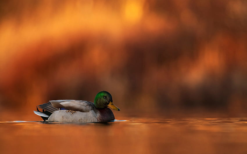 Mallard, animal, duck, bird HD wallpaper