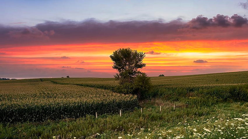 日の出のアイオワ州トウモロコシ畑、木、風景、色、雲、花、空、アメリカ 高画質の壁紙