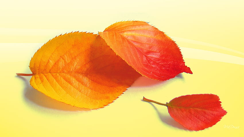 Silent Autumn, sunny, firefox persona, fall, leaves, birch, bright, yellow, autumn, leaf HD wallpaper