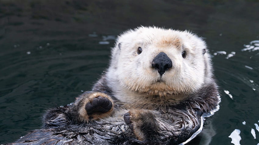 Sea Otter cam - Vancouver Aquarium, Cute Sea Otter papel de parede HD