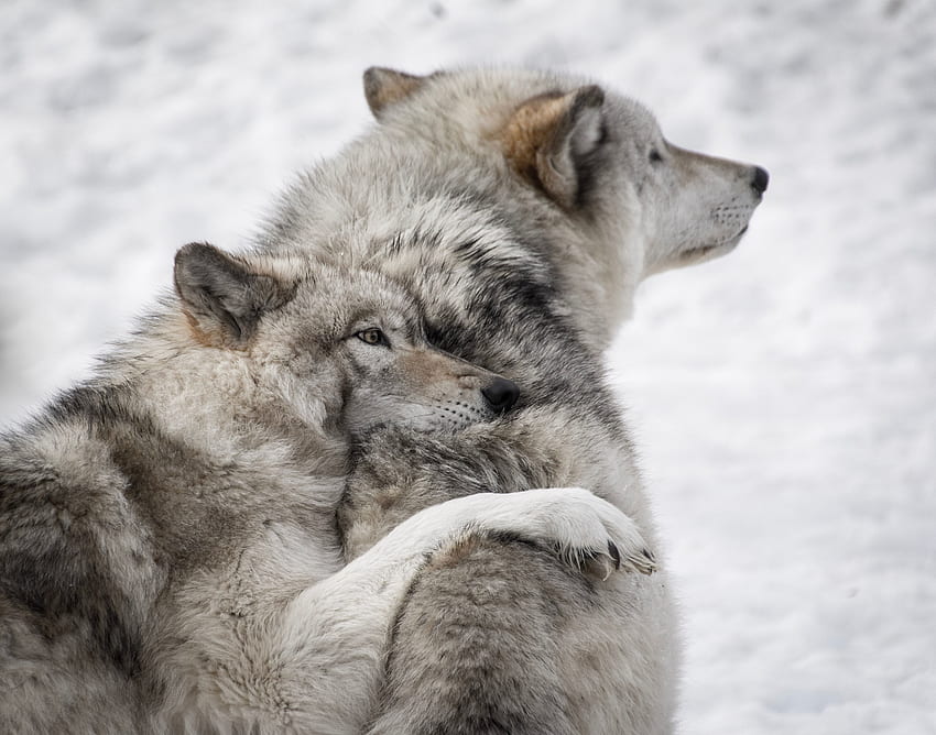 Animals, Wolfs, Dogs, Couple, Pair, Wildlife, Care HD wallpaper