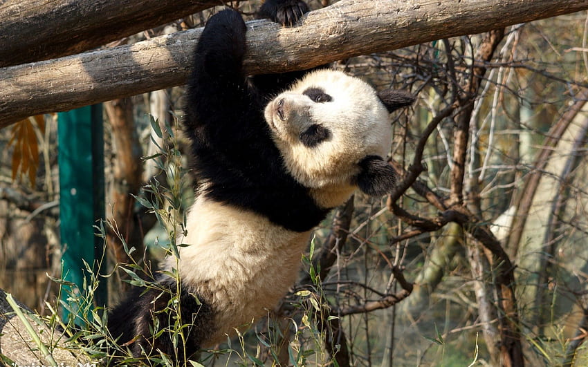 Animals, Teddy Bear, Branches, Panda, Hang, Bear Cub HD wallpaper