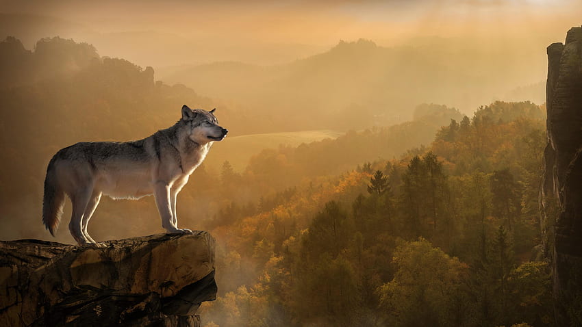 Dire Wolf Android, Brown Wolf HD wallpaper