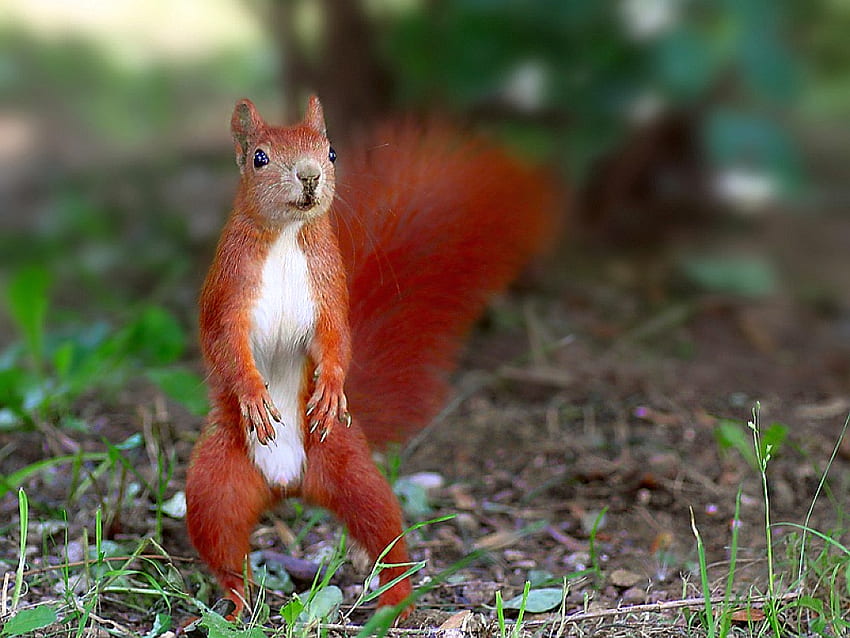 Red Squirrel, beautiful, , squirrel, red HD wallpaper