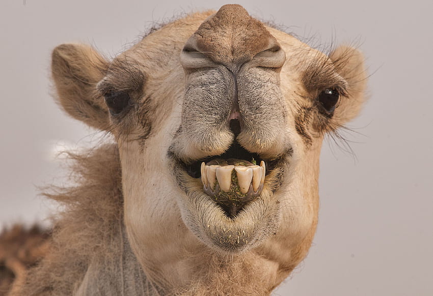 Камила и лама, забавна камила HD тапет