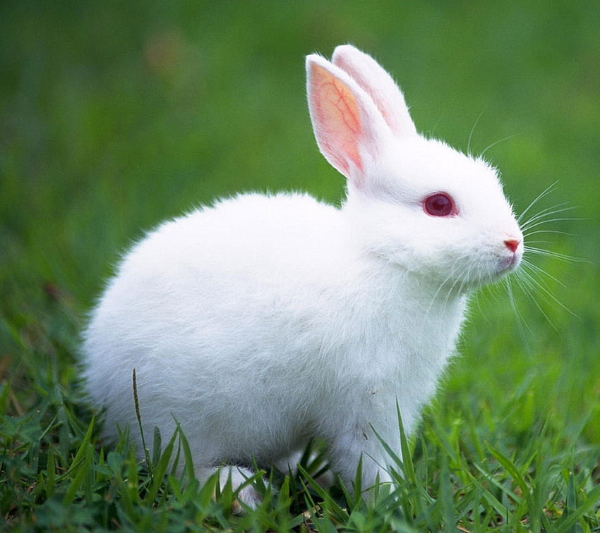 Cute White Baby Rabbit 19291 HD wallpaper
