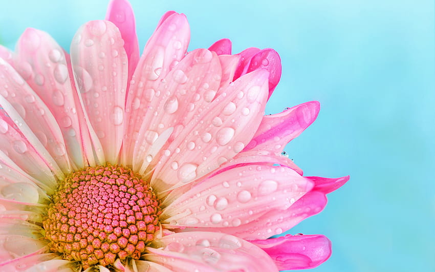 Gerbera, macro, daisy, blye, pink, flower HD wallpaper | Pxfuel
