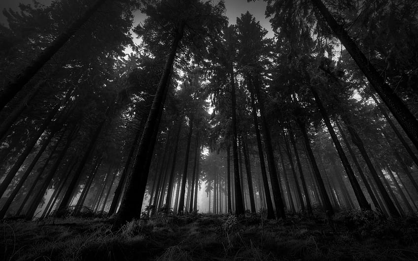 Creepy forest , tree, nature, black, forest, black and white, monochrome  graphy, graph, natural environment, natural landscape, woodland, Dark Scary  Forest HD wallpaper | Pxfuel