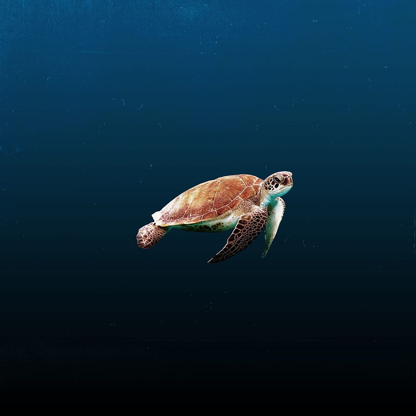 Sea Turtle iPad Air ,, Penyu Lucu wallpaper ponsel HD