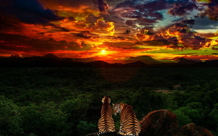 C.E. Tigers at Sunset 1, африка, бенгал, живопис, природа, тигри, залез HD тапет