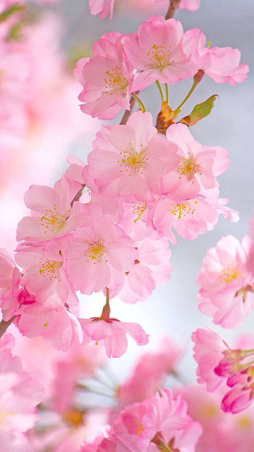 Cherry Blossoms - Android HD phone wallpaper