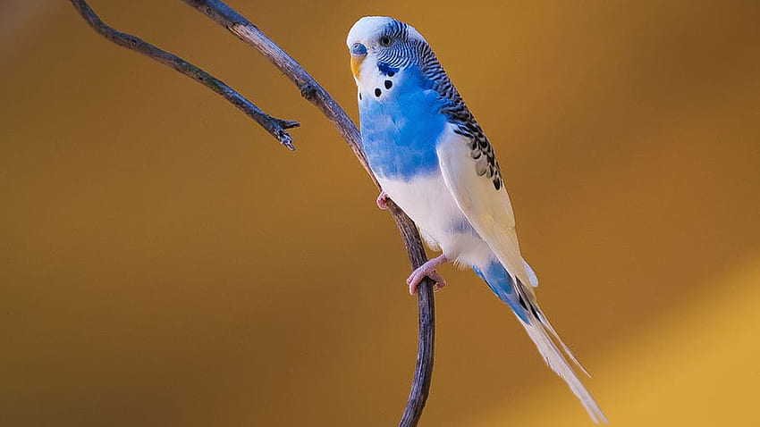 Oiseau perruche bleu et blanc est perché sur une branche d'arbre en fond jaune clair Fond d'écran HD