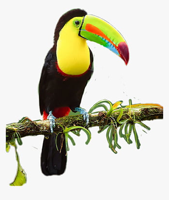 toucan png