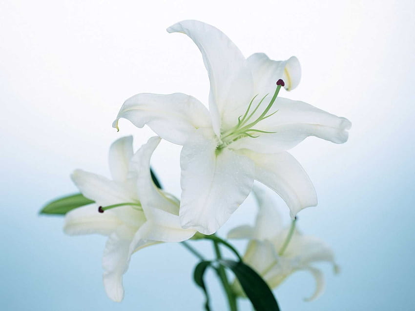 Fleur de nénuphar s de qualité complète, Fleur de nénuphar 1920 × 1200 Fleur de nénuphar 51 Wallpape. Lys, fleur de Lys, fleur blanche Fond d'écran HD