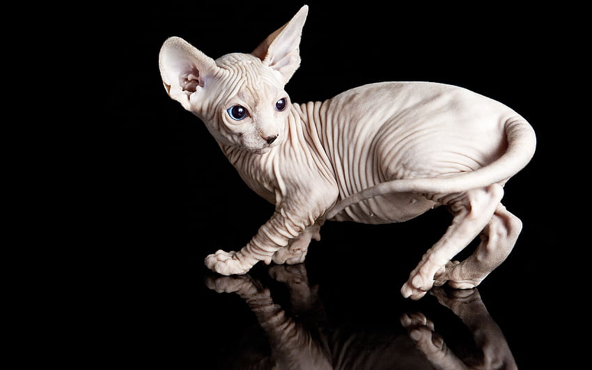 Sphynx cat Cats reflected Animals Black background HD wallpaper