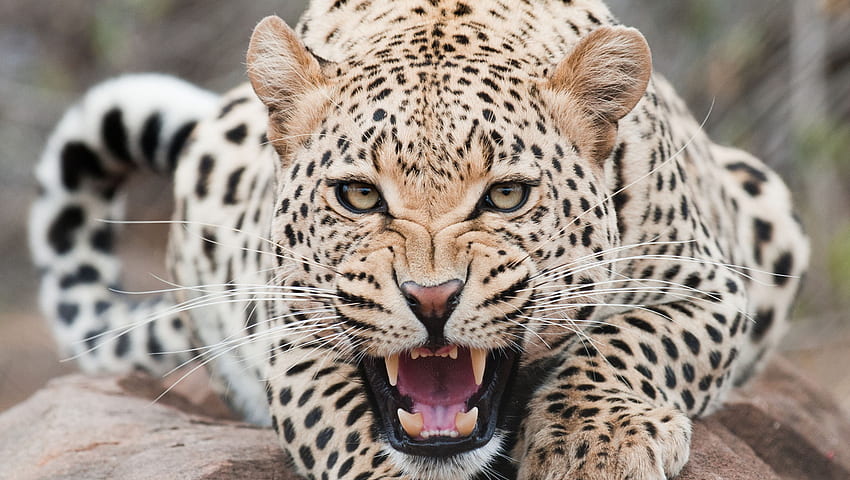 grande gatto, feroce, leopardo, zanne, gatti Sfondo HD