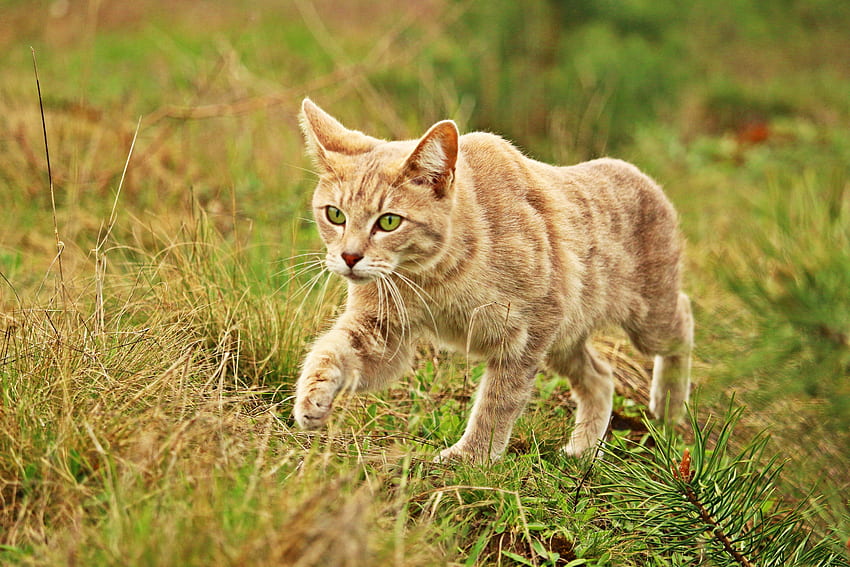 동물, 잔디, 고양이, 산책 HD 월페이퍼