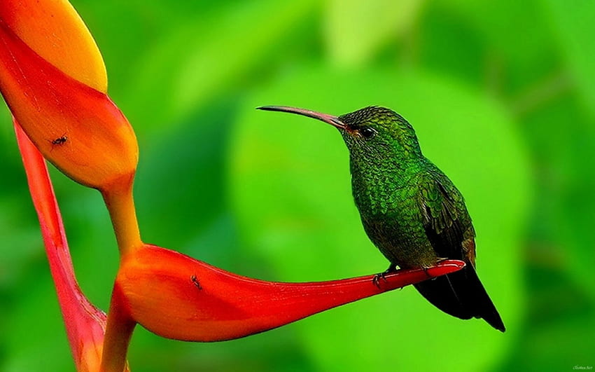 Kolibri, Farben, Schnabel, Blume, Federn HD-Hintergrundbild