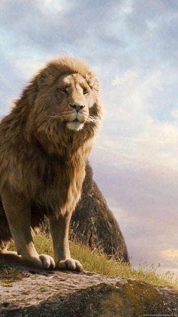 Narnia Aslan HD wallpaper