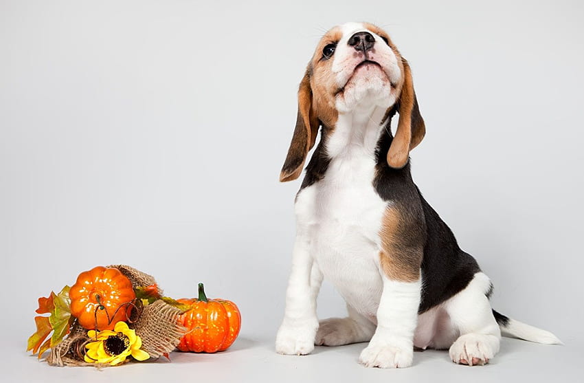 Puppy Beagle Dogs animal Gray background HD wallpaper