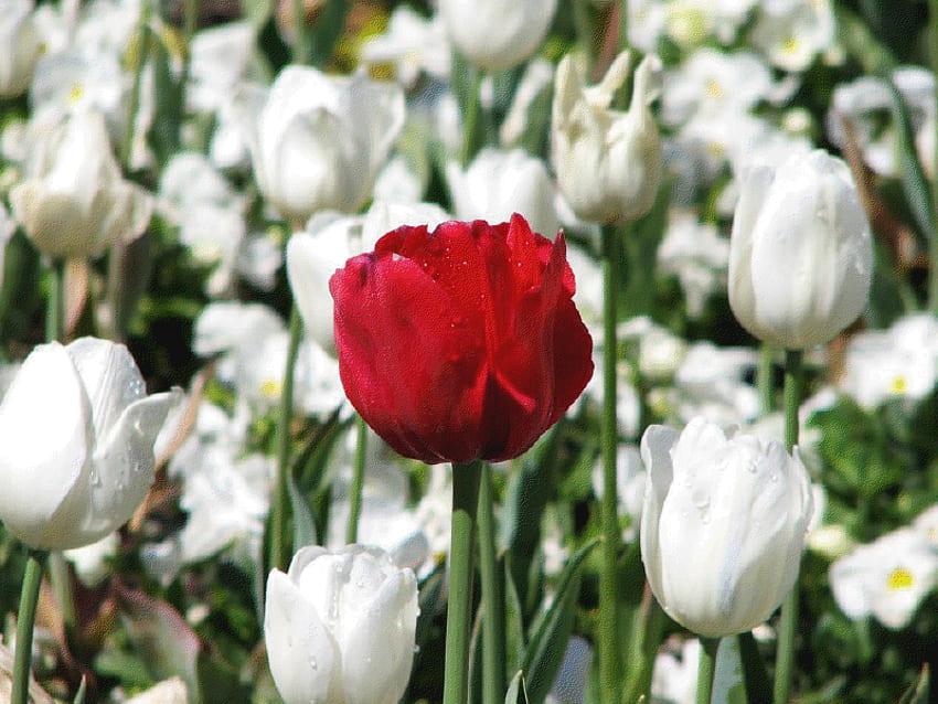 tulipán rojo, blanco, campo, rojo, flores, tulipanes fondo de pantalla